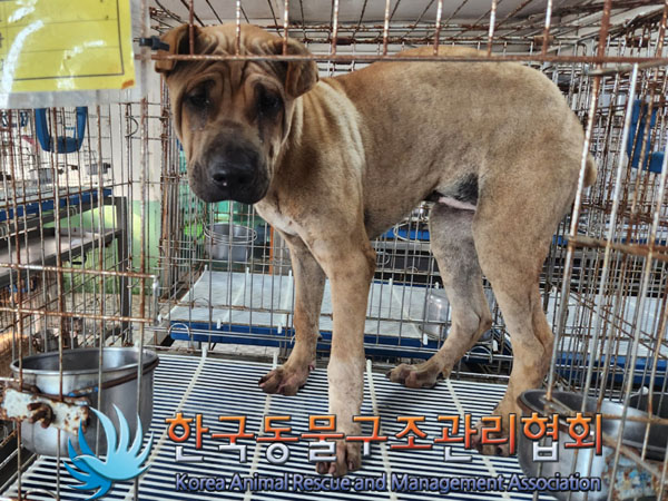 종료(자연사) 샤페…